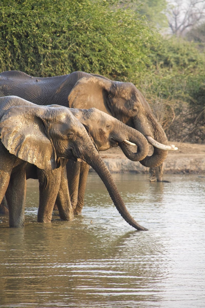Time Safaris